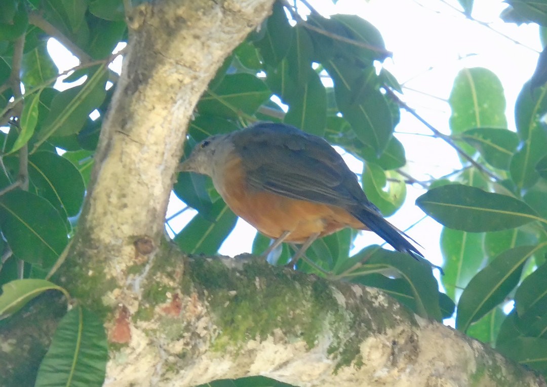 Rufous-bellied Thrush - ML642834207