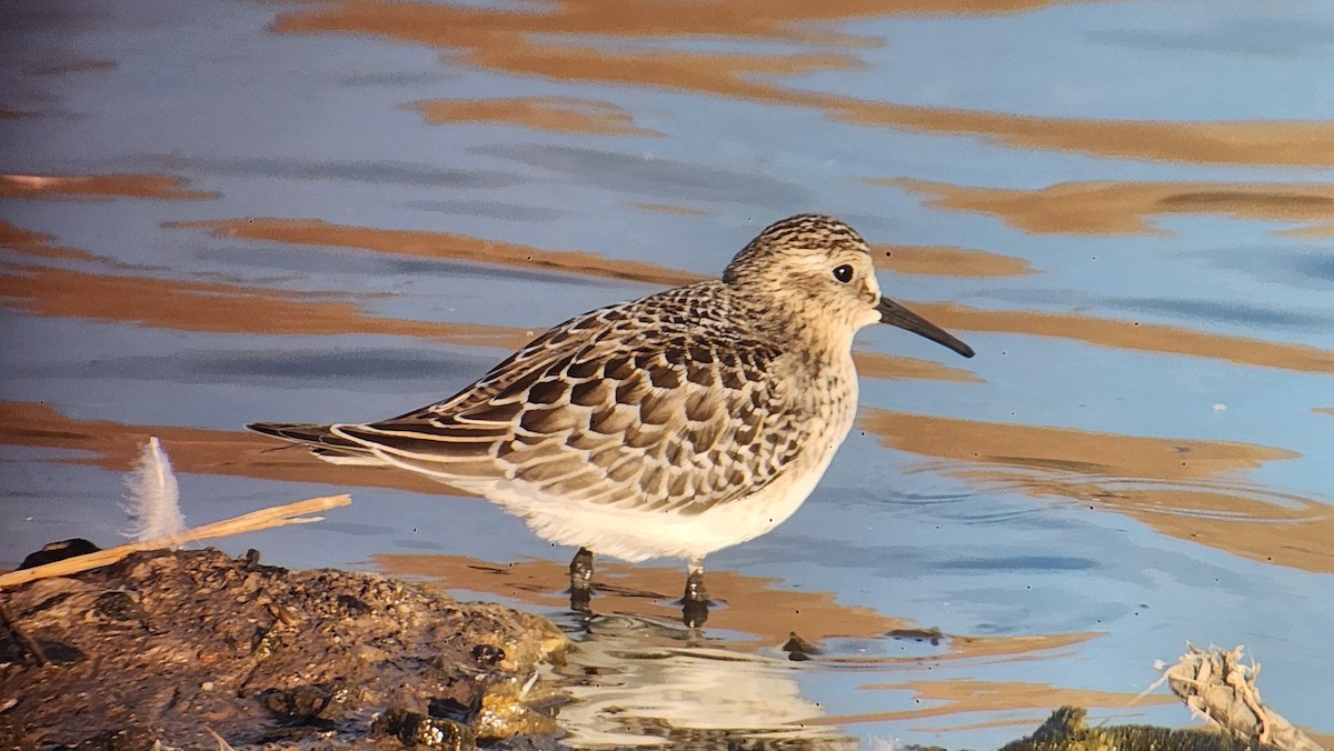 Baird's Sandpiper - ML642834219