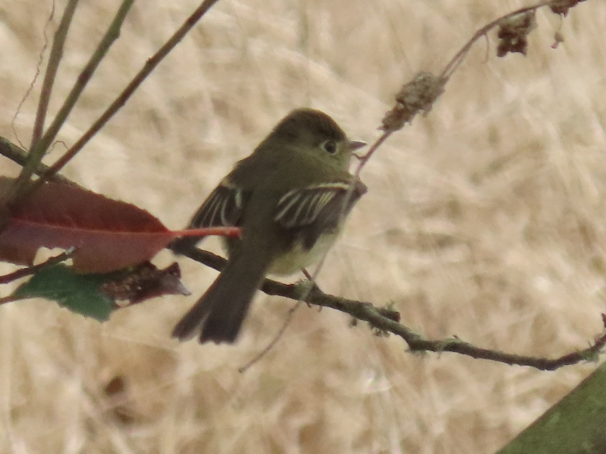 Western Flycatcher - ML642834220