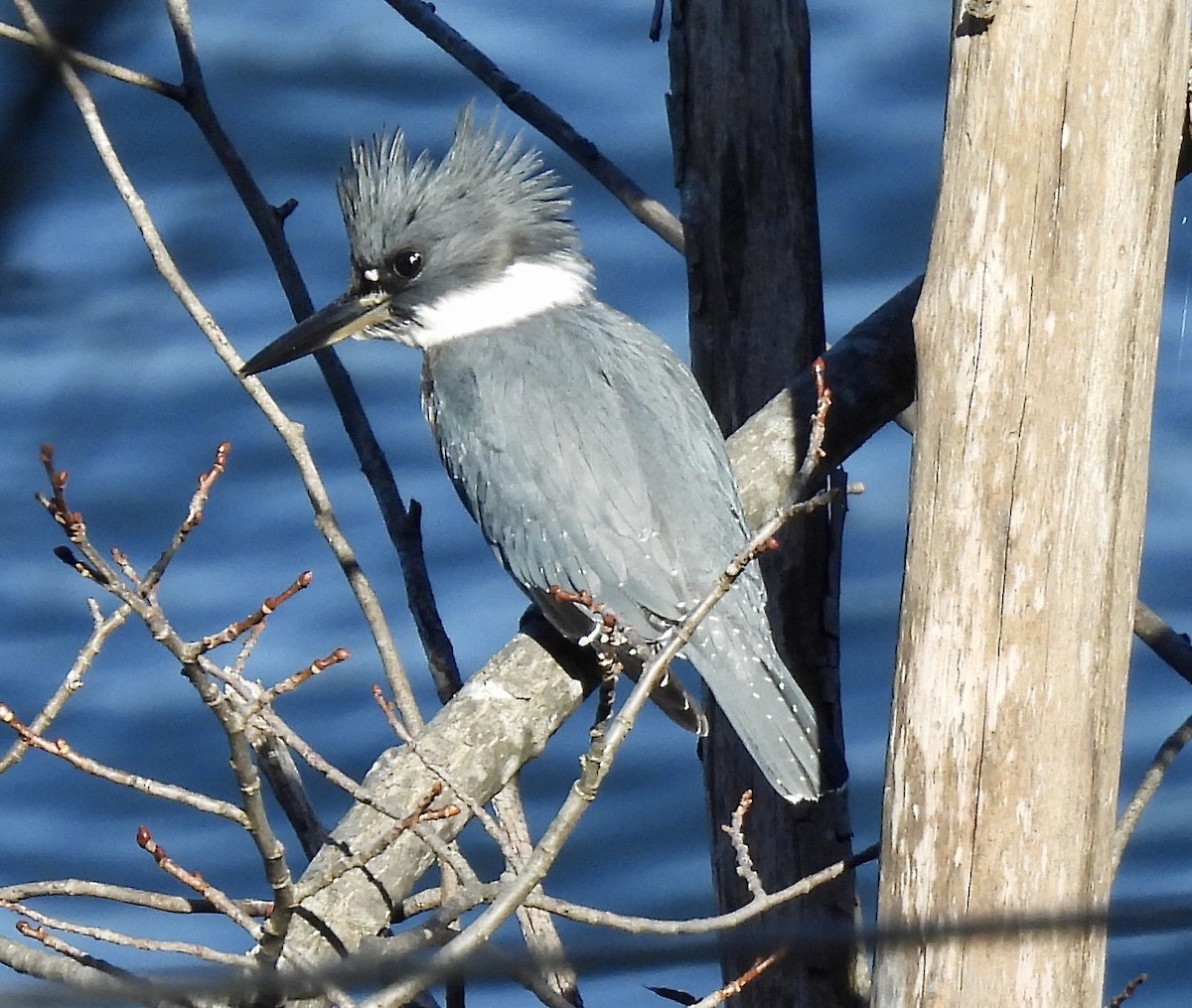 Belted Kingfisher - ML642834242