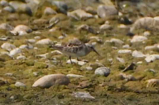 Txirri lepagorria - ML642834260