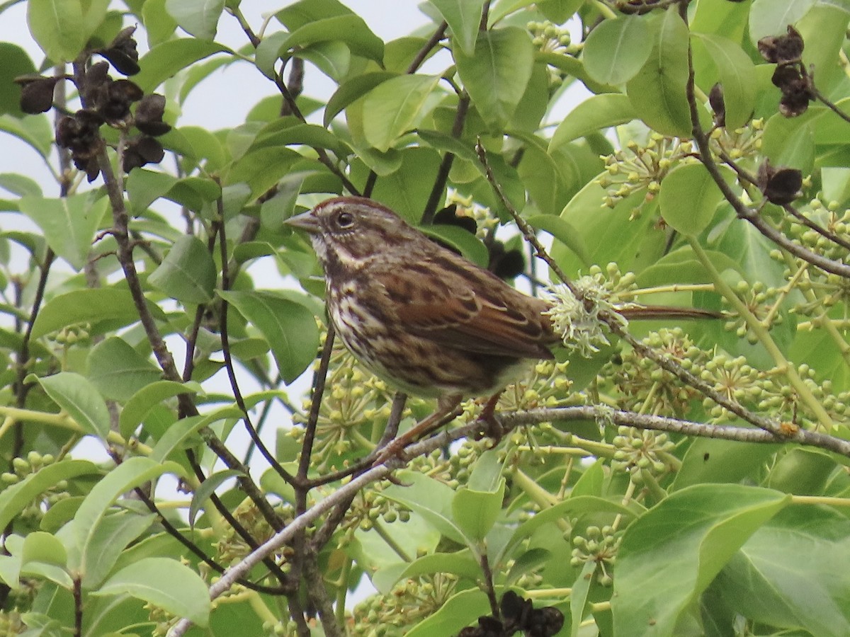 Song Sparrow - ML642834262