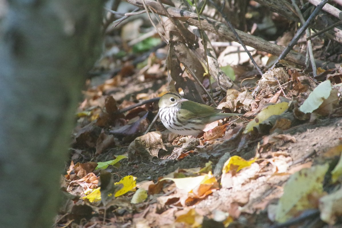 Ovenbird - ML642834276