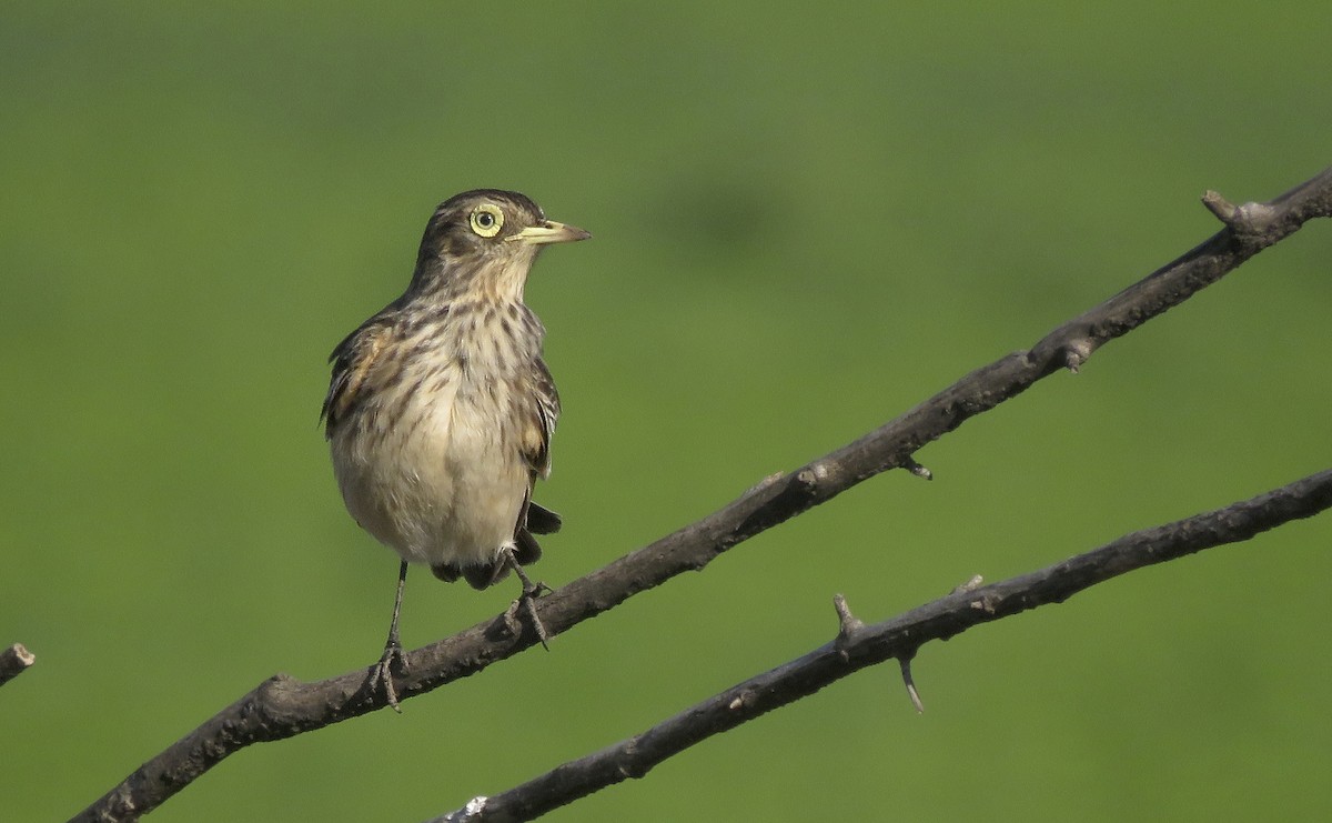 Spectacled Tyrant - ML642834284