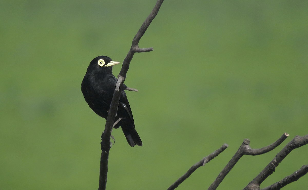 Spectacled Tyrant - ML642834285