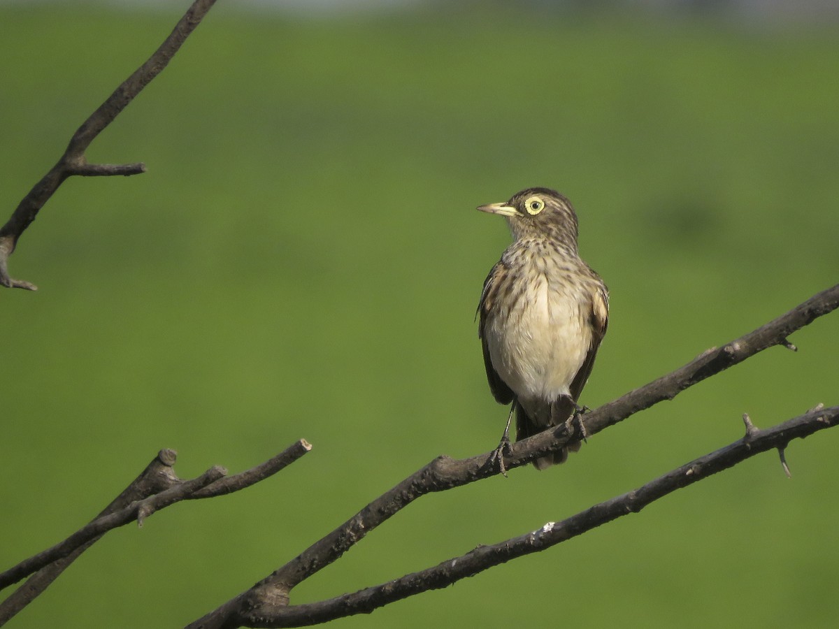 Spectacled Tyrant - ML642834286