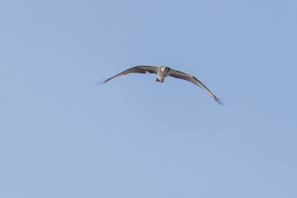 fiskeørn - ML642834314