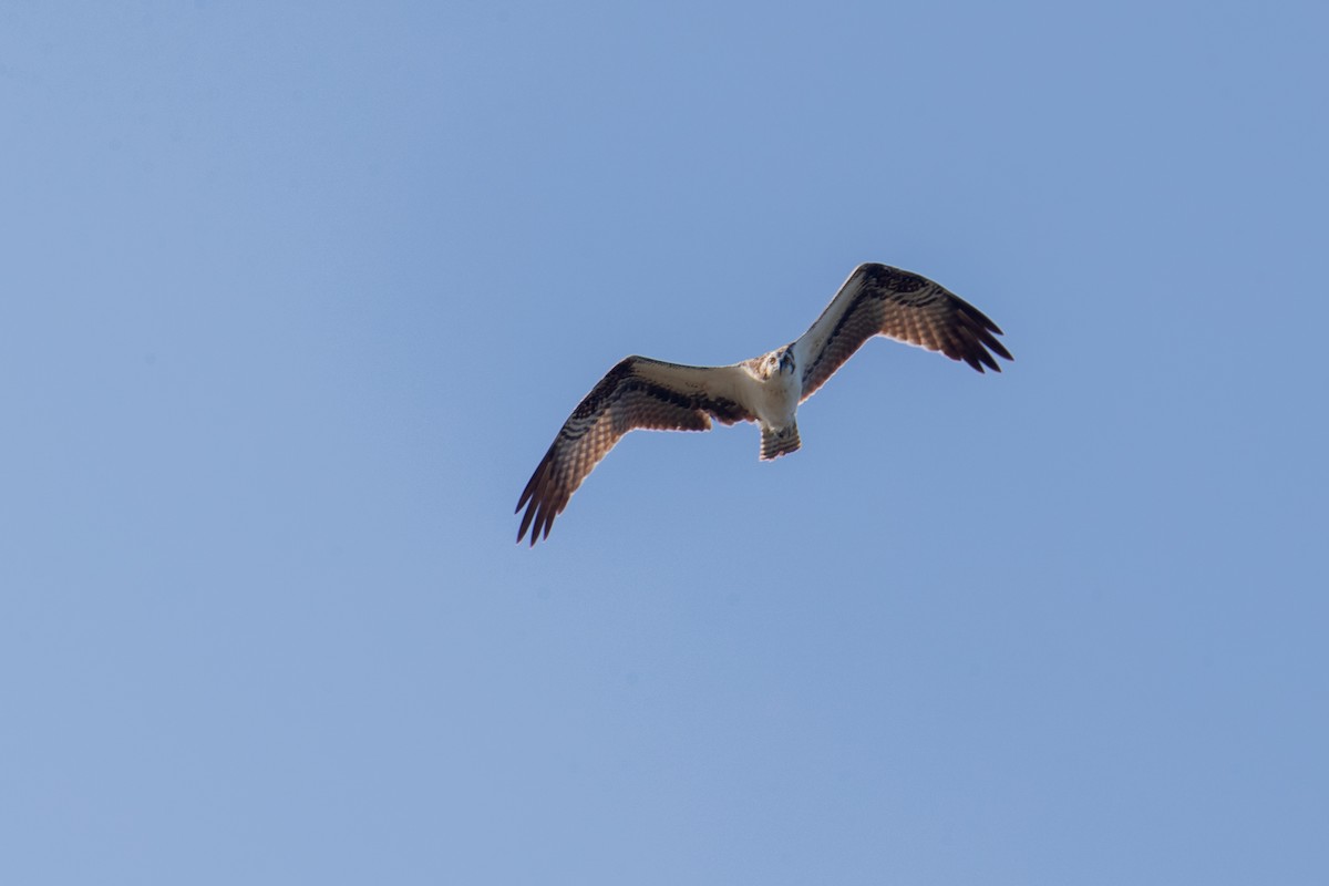 fiskeørn - ML642834317