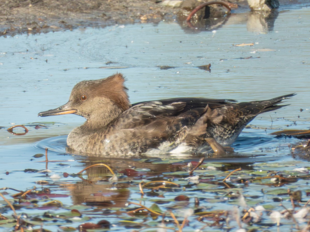 Hooded Merganser - ML642834340