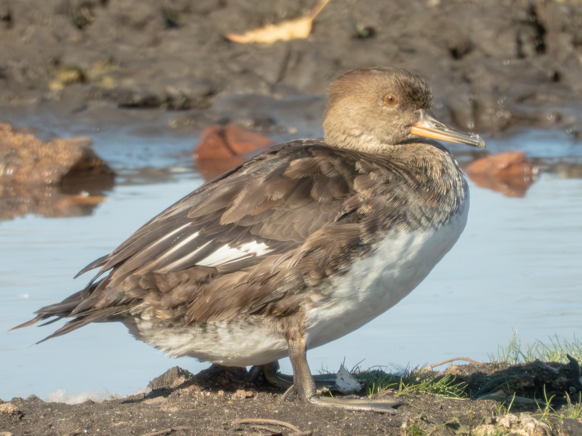 Hooded Merganser - ML642834341
