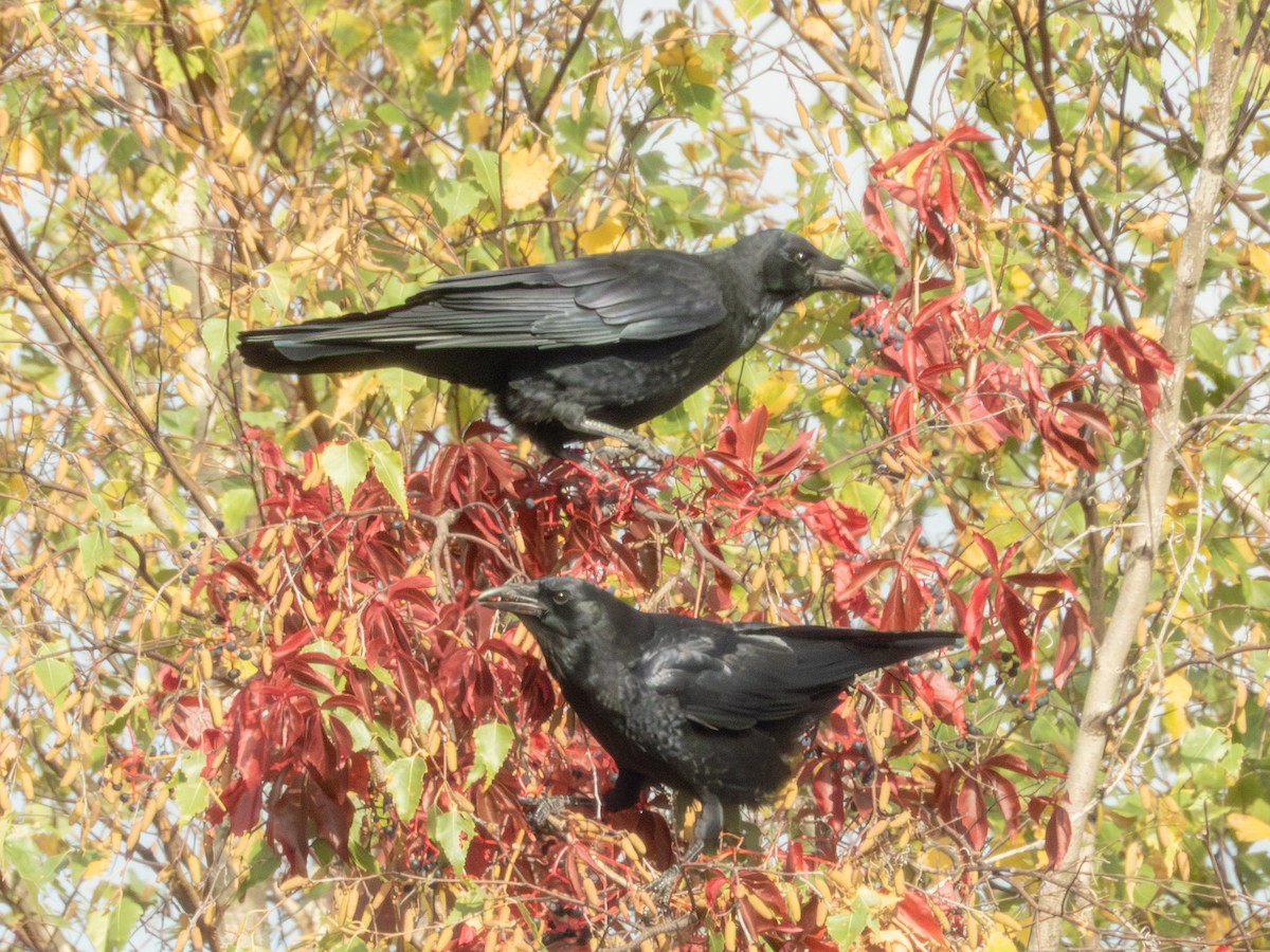 American Crow - ML642834360
