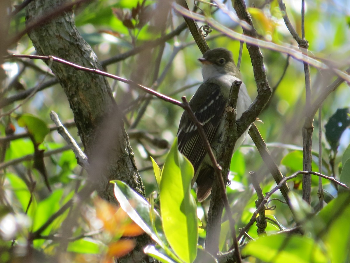 Small-billed Elaenia - ML642834363