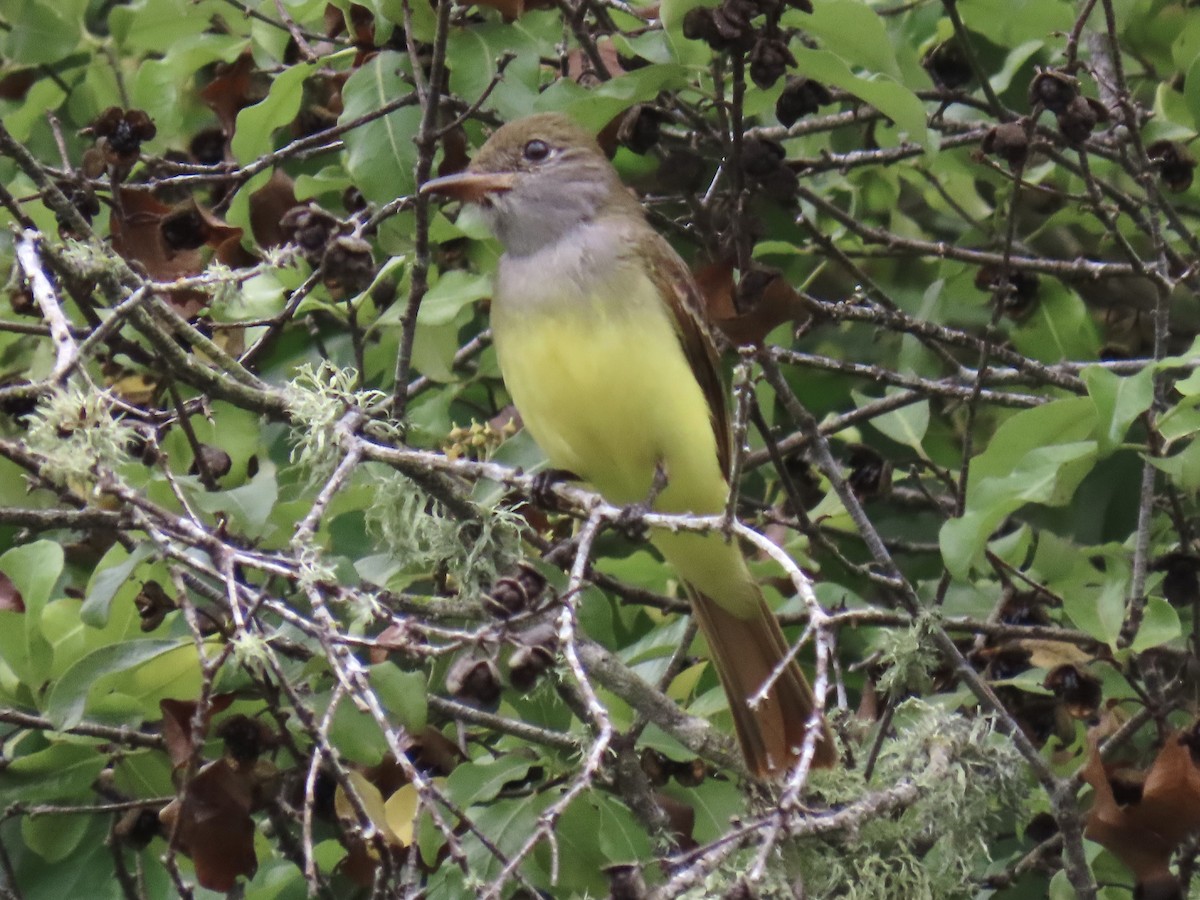 Great Crested Flycatcher - ML642834364