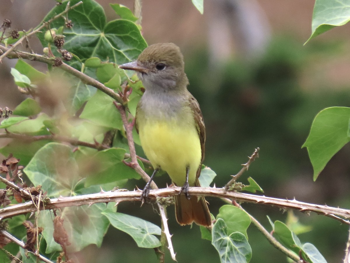 Great Crested Flycatcher - ML642834365