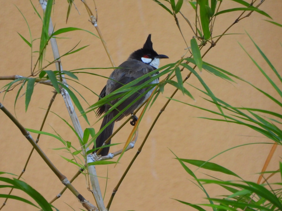 Bulbul masailgorria - ML642834367
