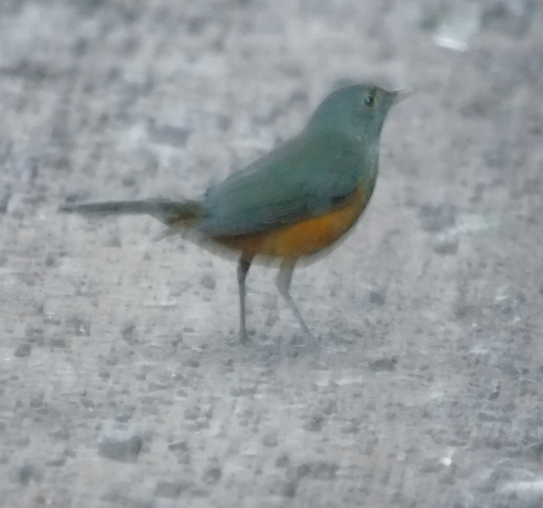 Rufous-bellied Thrush - ML642834369