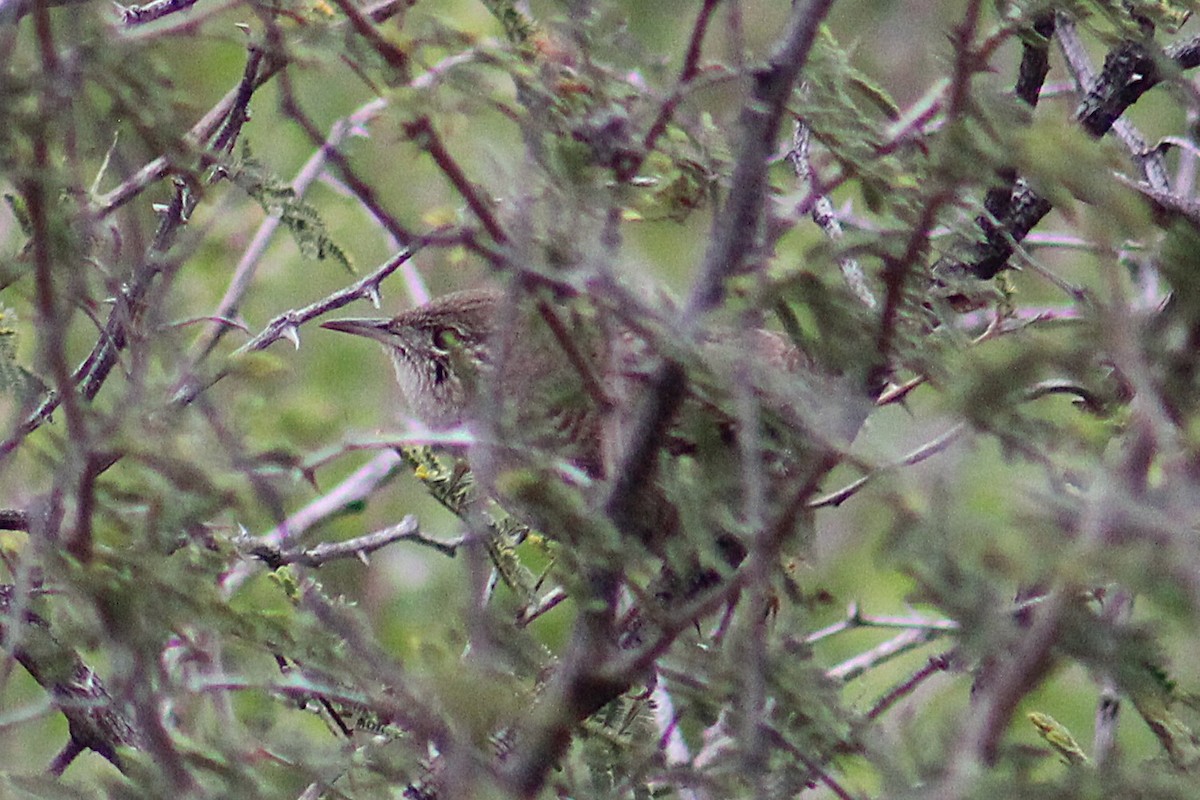 Northern House Wren (Northern) - ML642834371