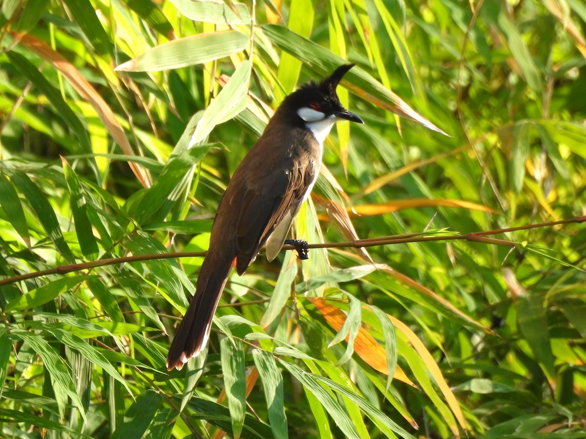 Bulbul masailgorria - ML642834372
