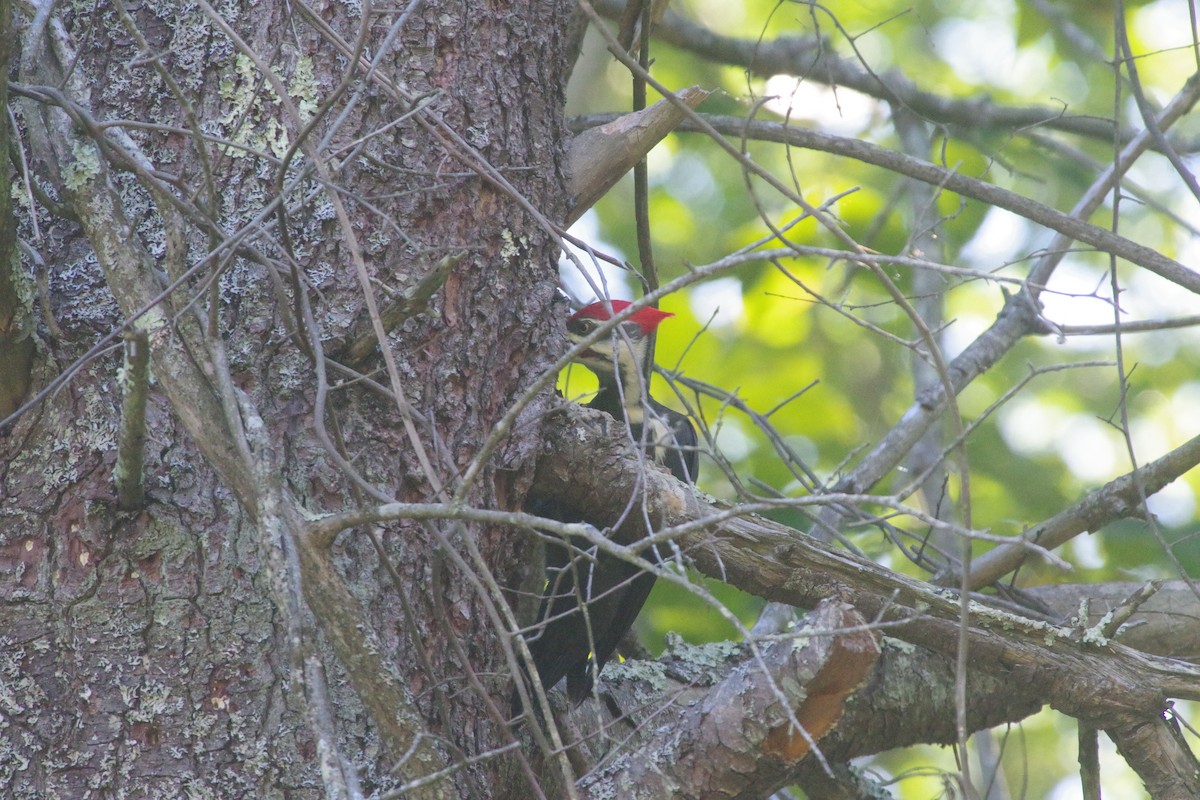 Pileated Woodpecker - ML642834373