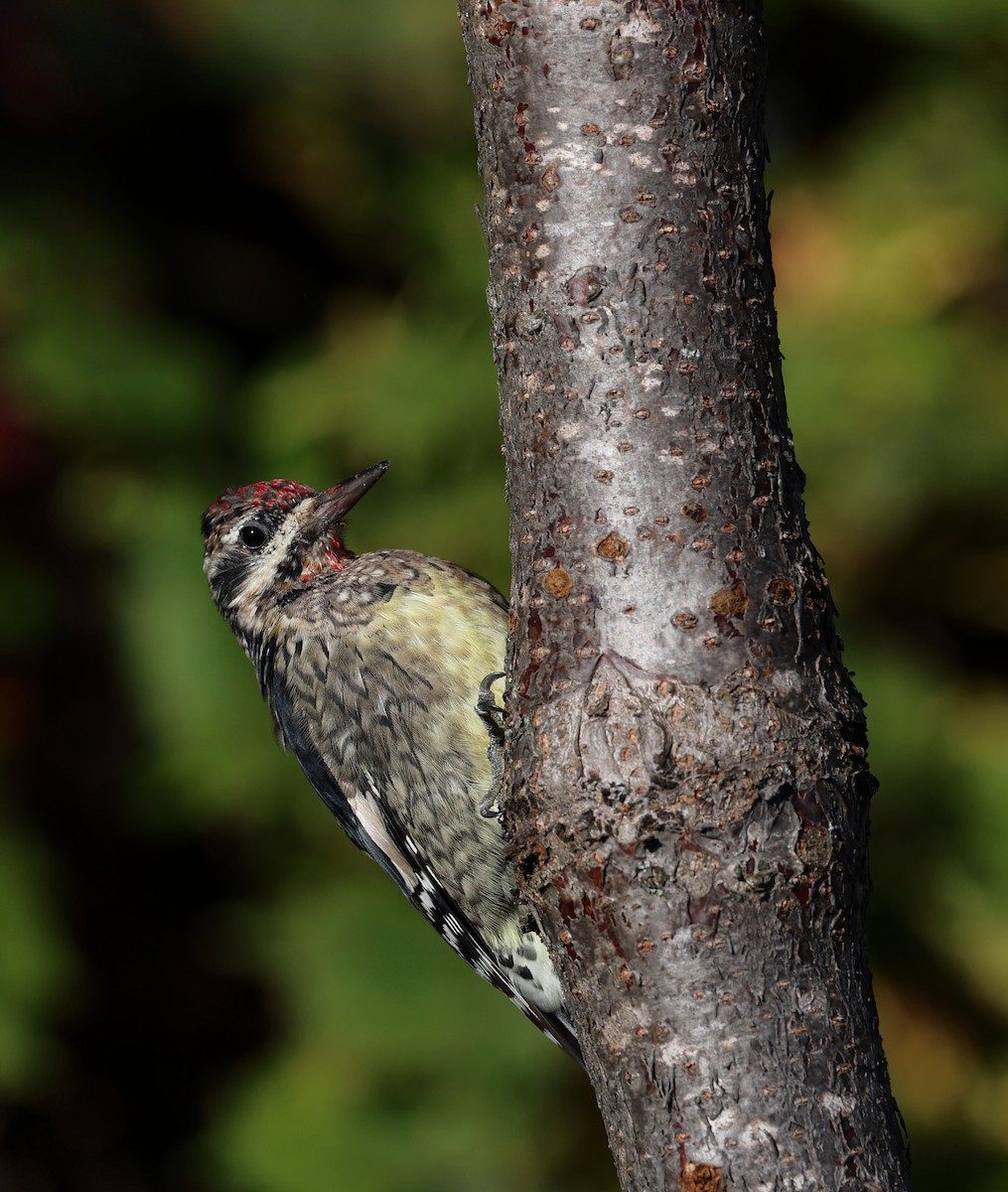 Yellow-bellied Sapsucker - ML642834379