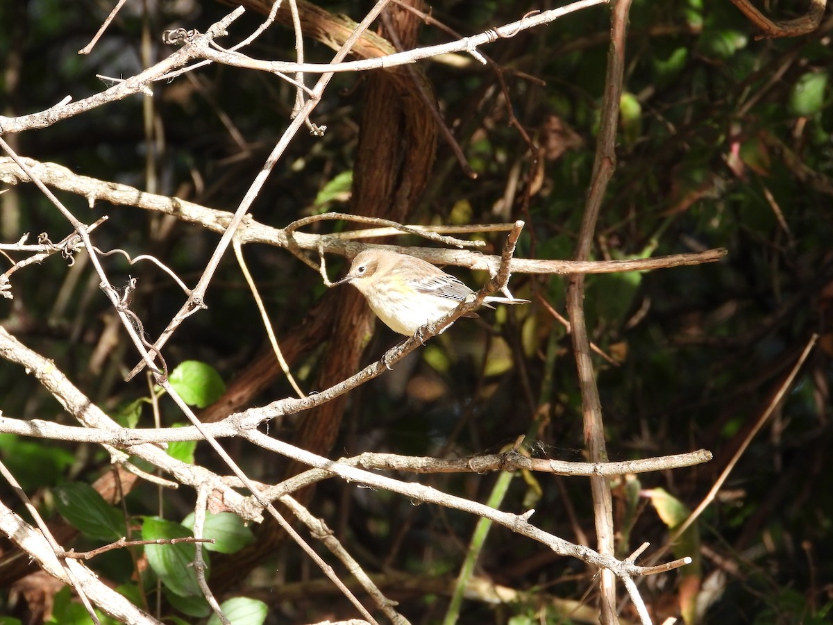 Yellow-rumped Warbler - ML642834384
