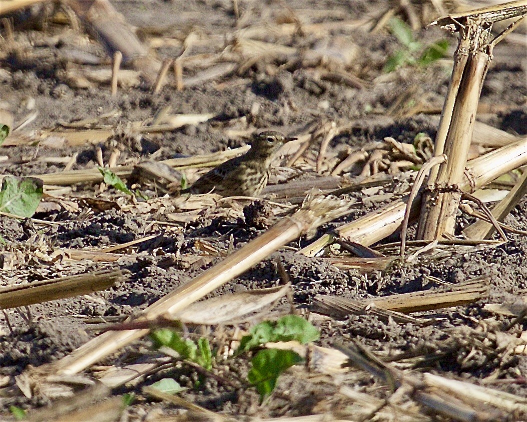 American Pipit - ML642834386
