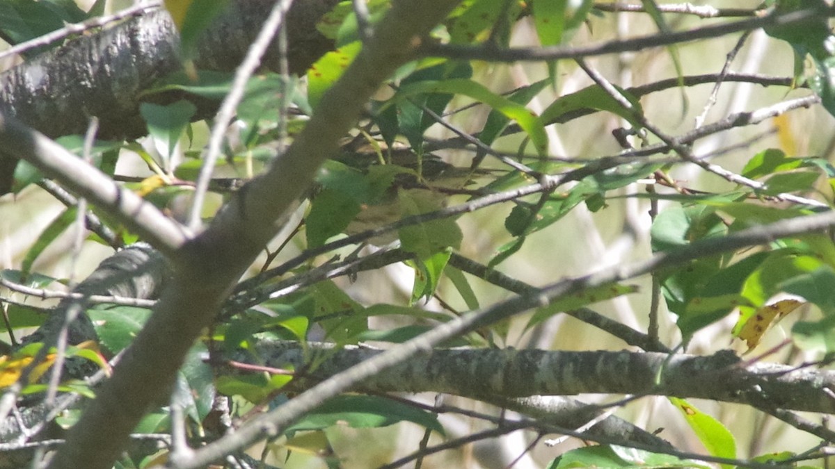 Rose-breasted Grosbeak - ML642834405