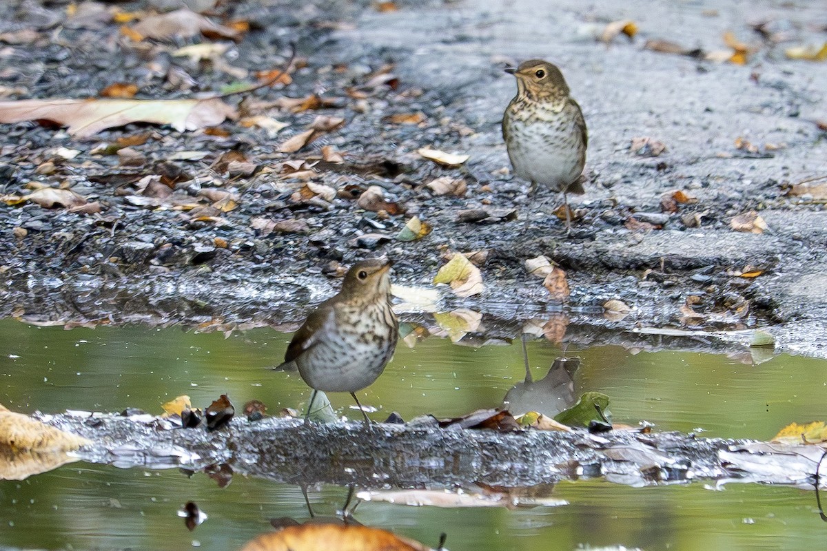 Swainson's Thrush - ML642834413