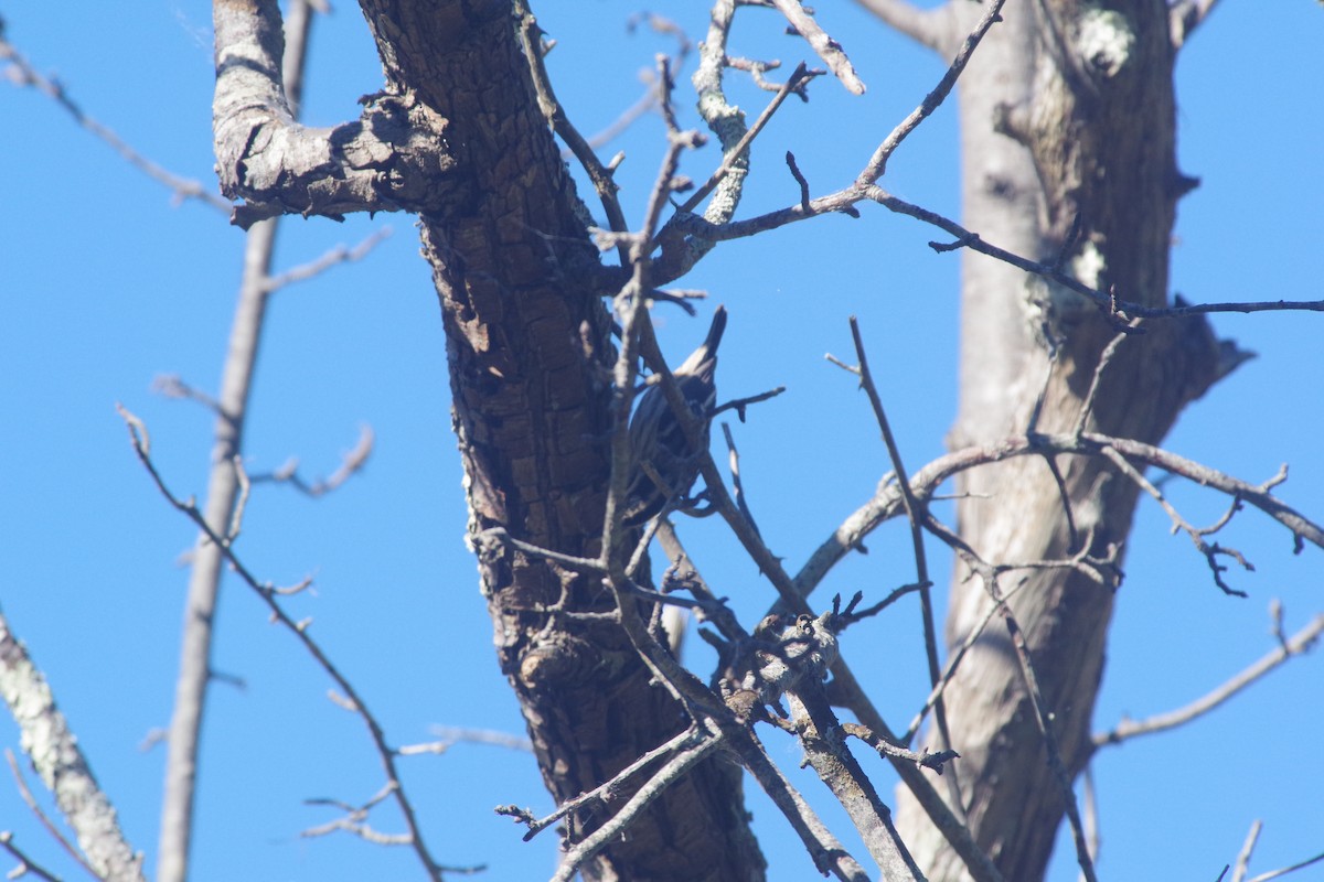 Black-and-white Warbler - ML642834421