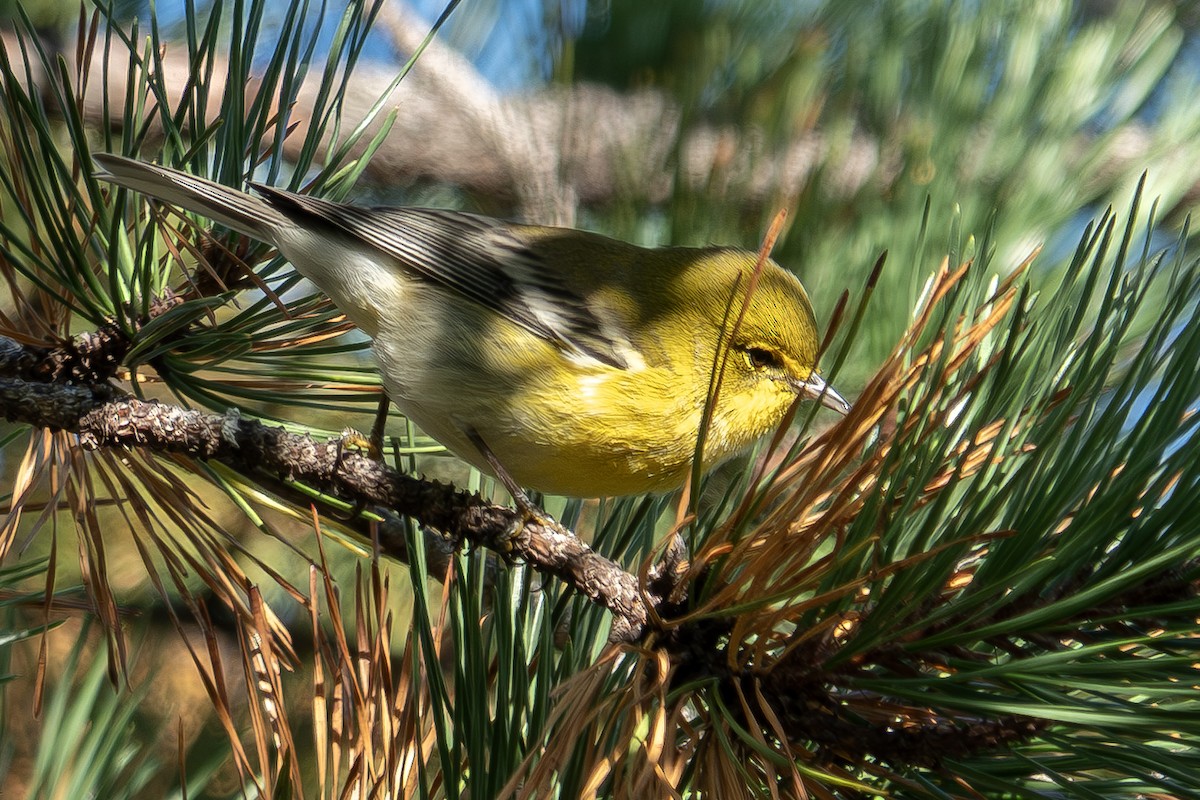 Pine Warbler - ML642834424