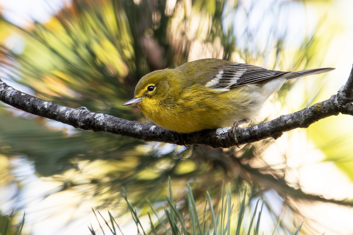 Pine Warbler - ML642834425