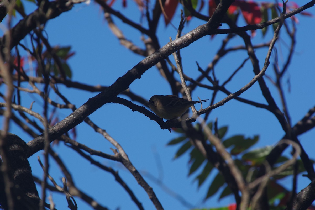 Pine Warbler - ML642834426