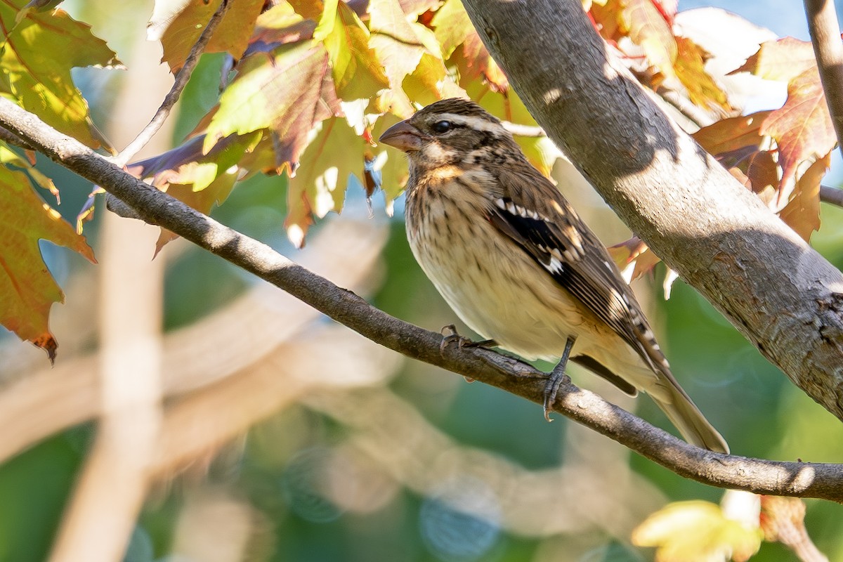 Rose-breasted Grosbeak - ML642834434