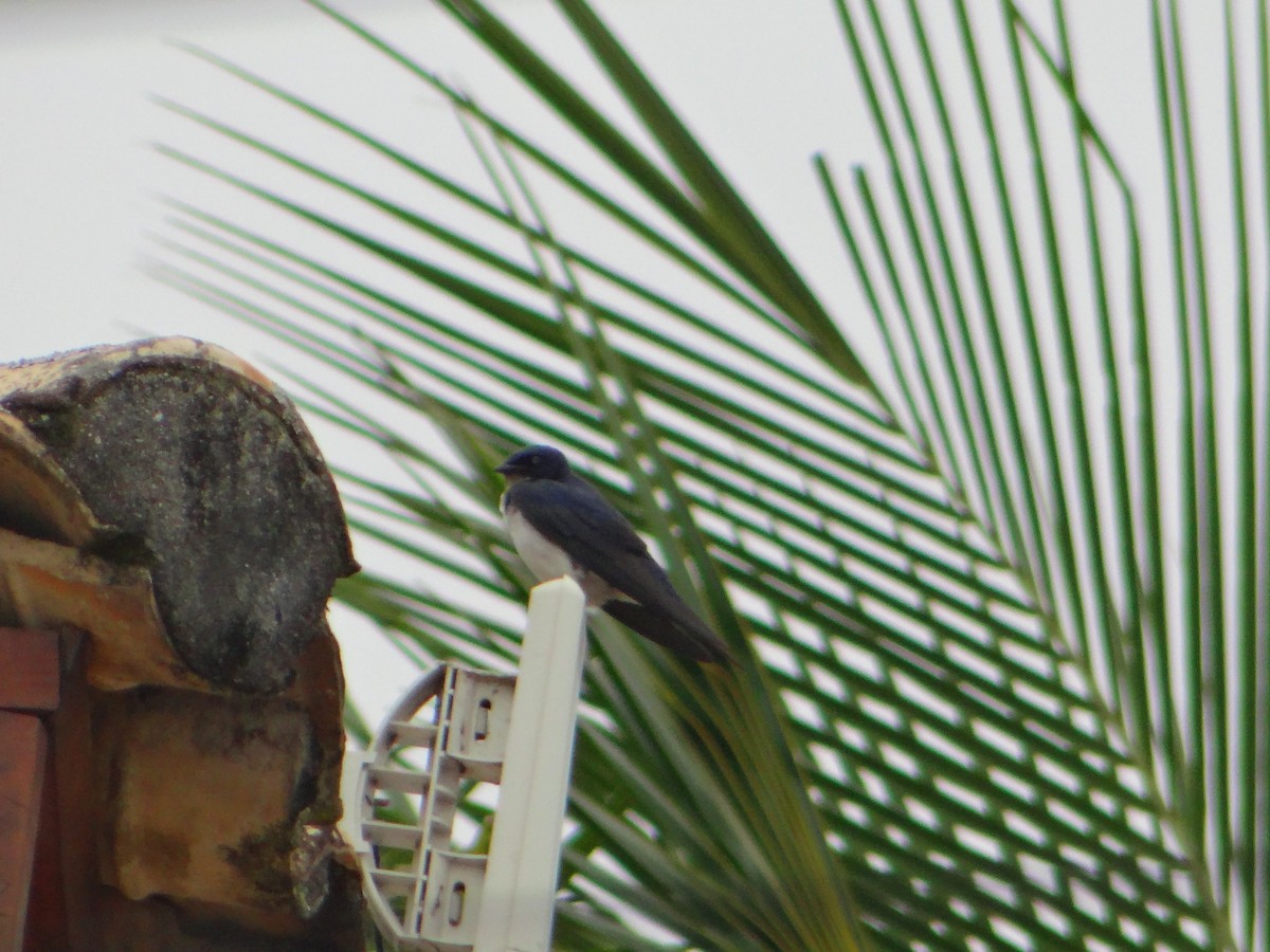 Gray-breasted Martin - ML642834442