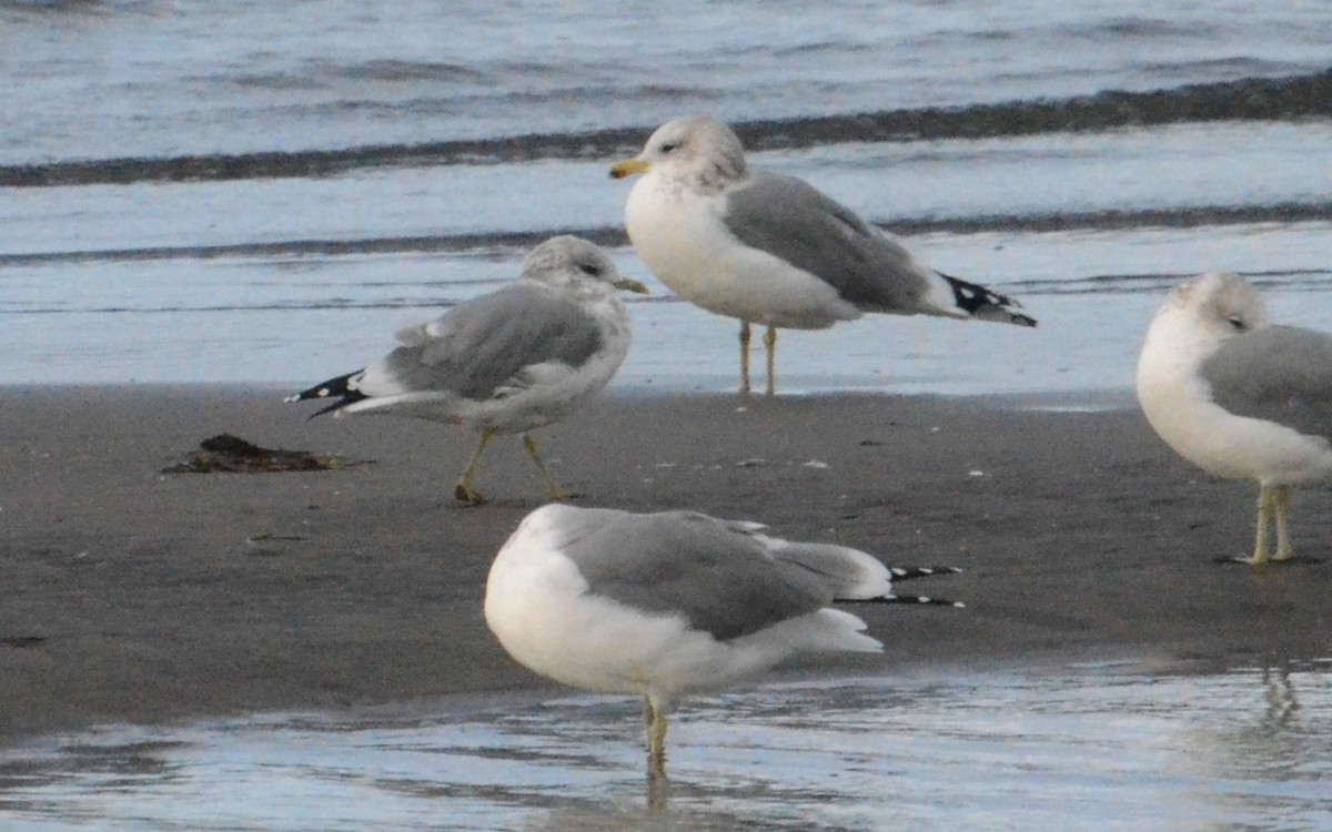 Short-billed Gull - ML642834443