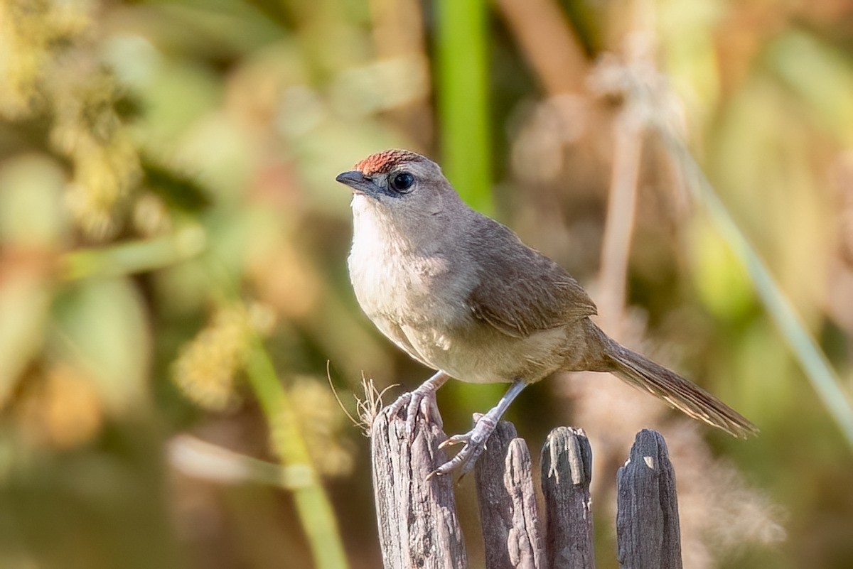 Rufous-fronted Thornbird (Rufous-fronted) - ML642834448