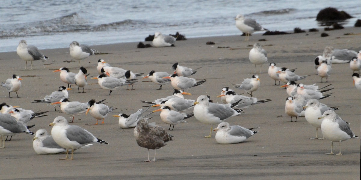 Elegant Tern - ML642834449