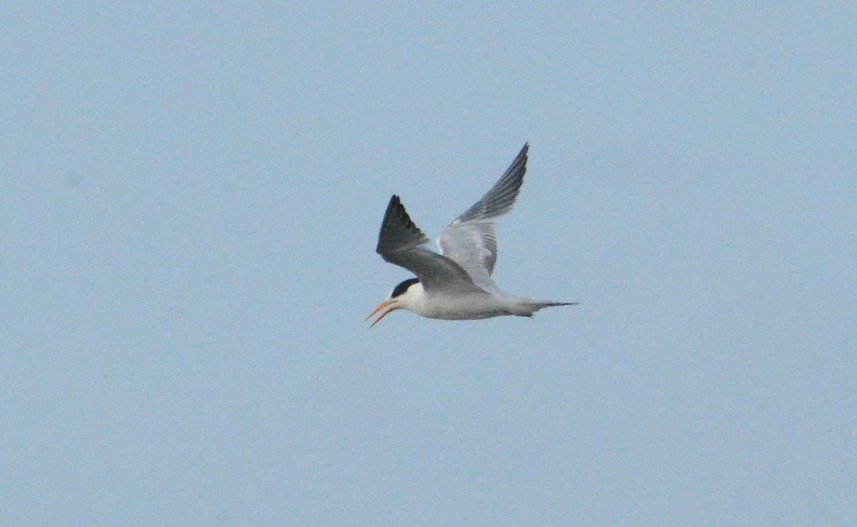 Elegant Tern - ML642834450