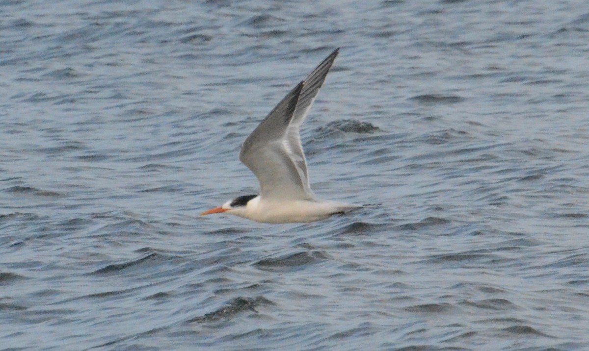 Elegant Tern - ML642834451