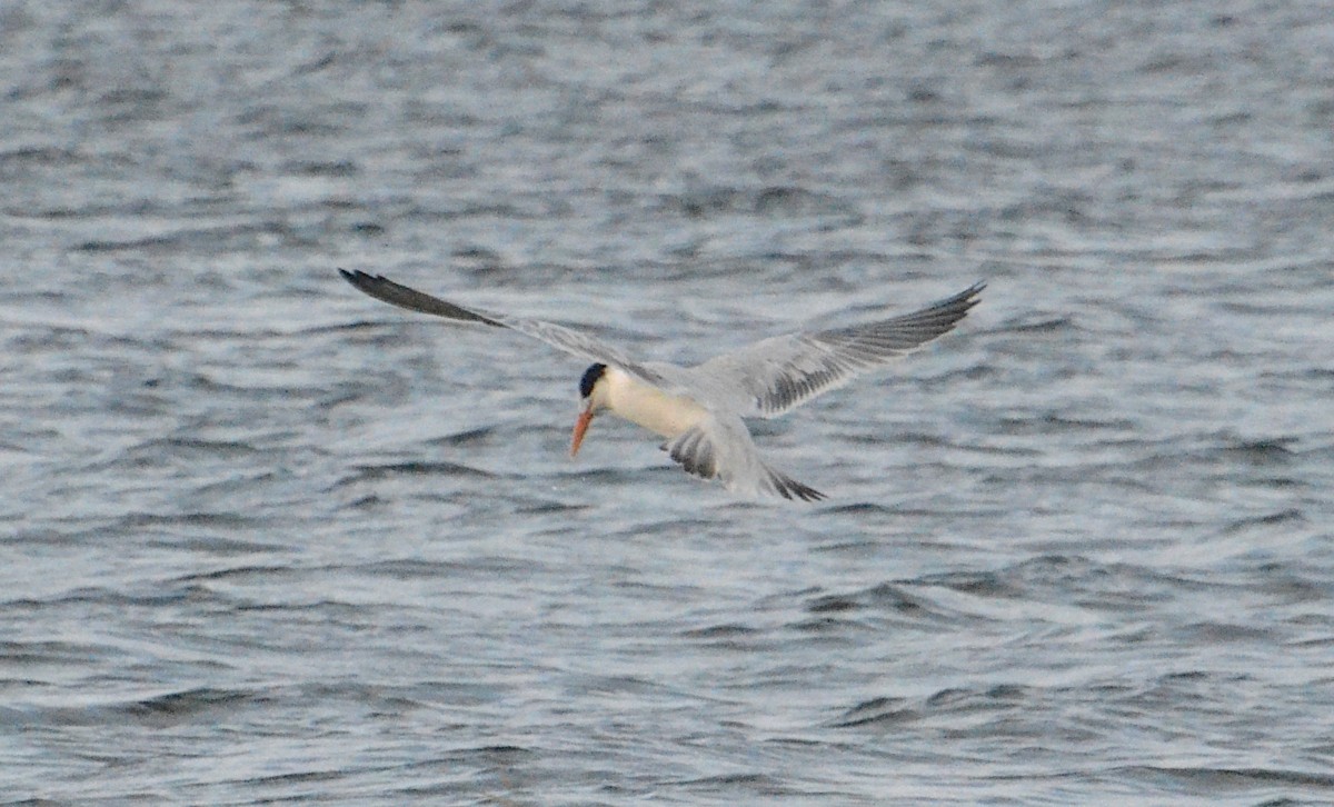 Elegant Tern - ML642834452