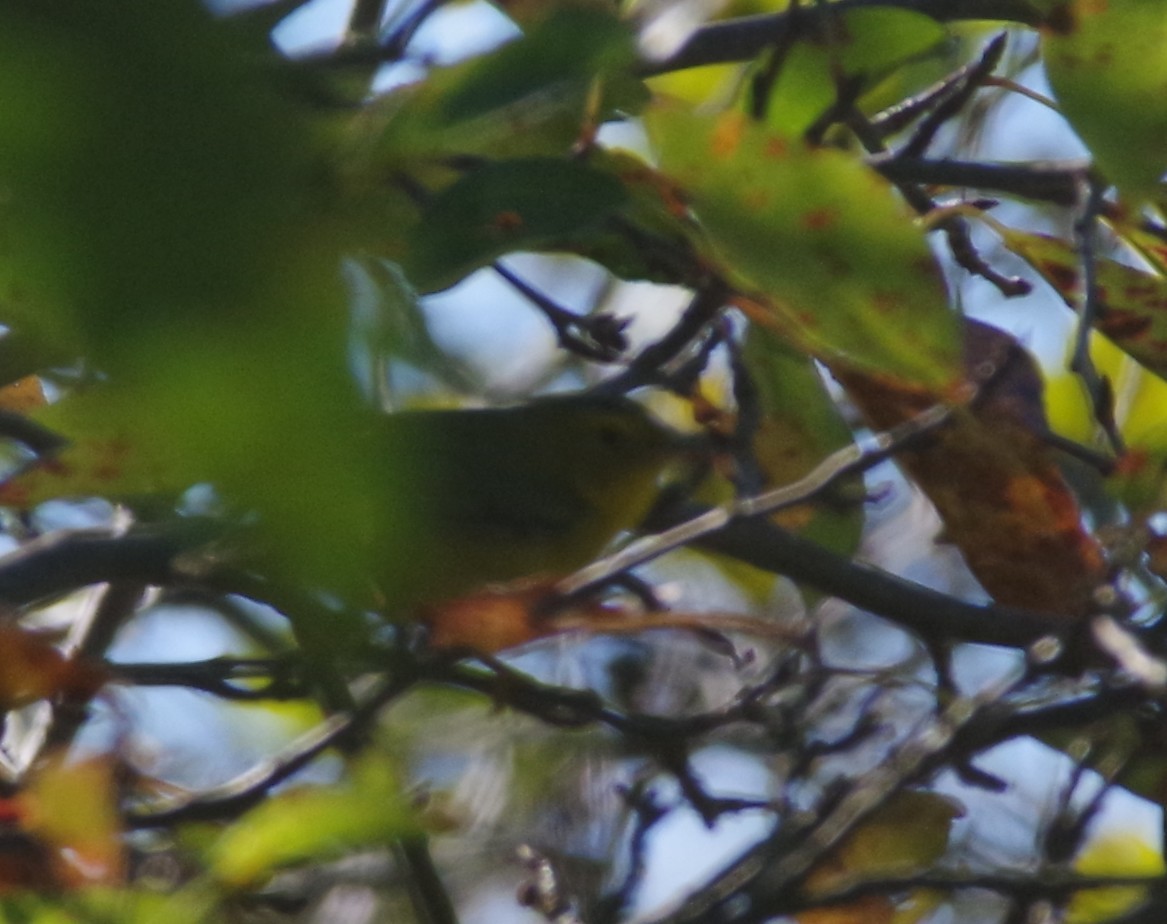 Wilson's Warbler - ML642834453
