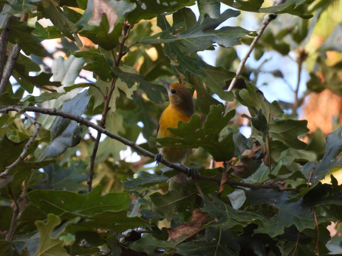 Baltimore Oriole - ML642834455