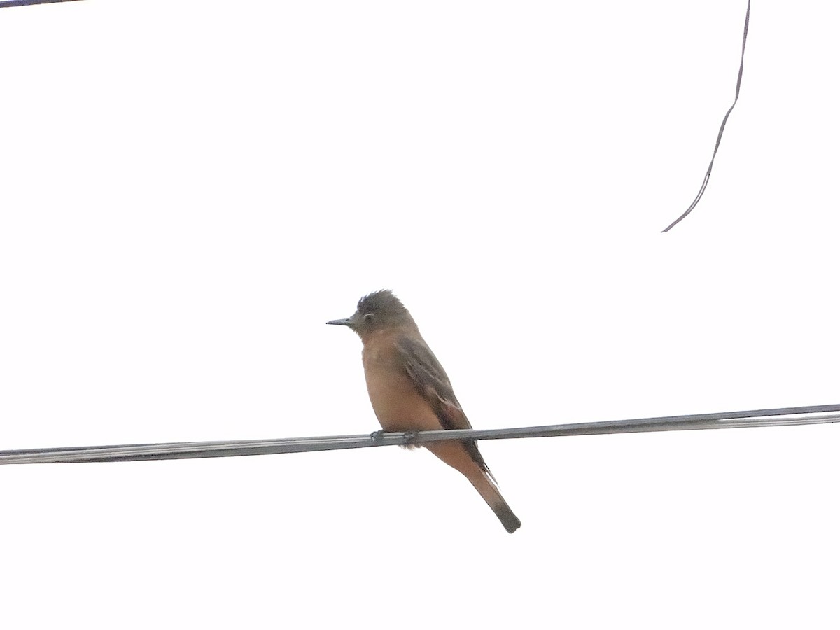 Cliff Flycatcher - ML642834459