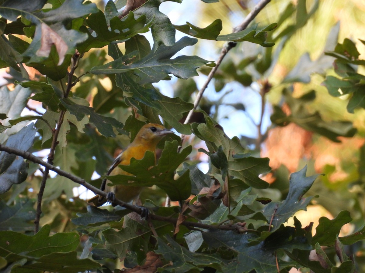Baltimore Oriole - ML642834462