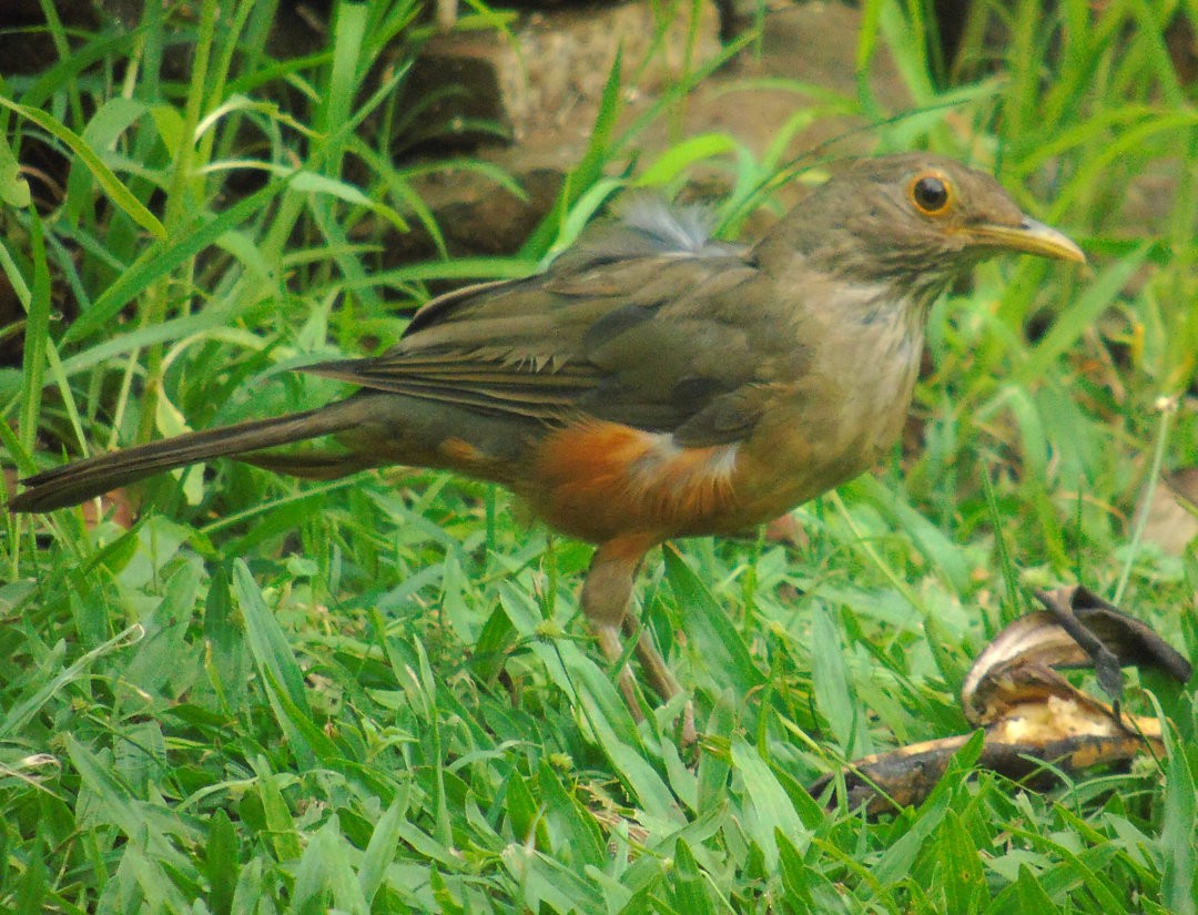 Rufous-bellied Thrush - ML642834464