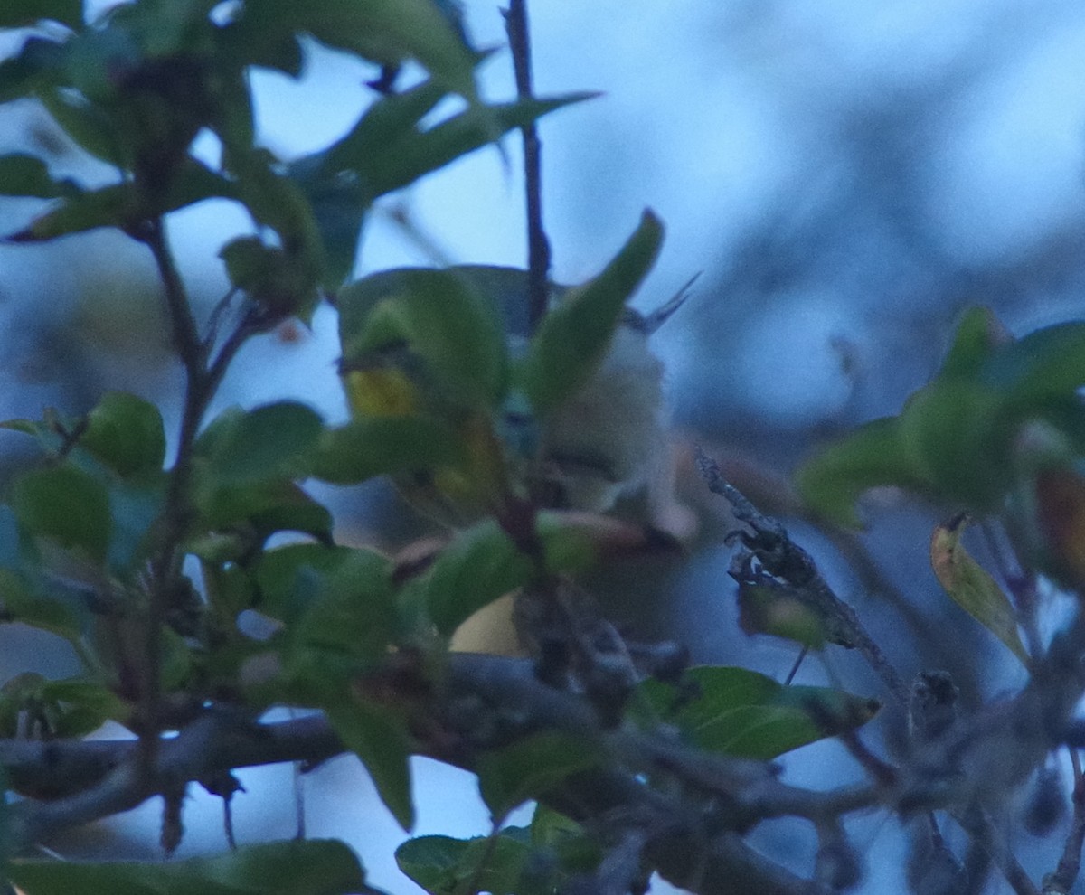 Northern Parula - ML642834479