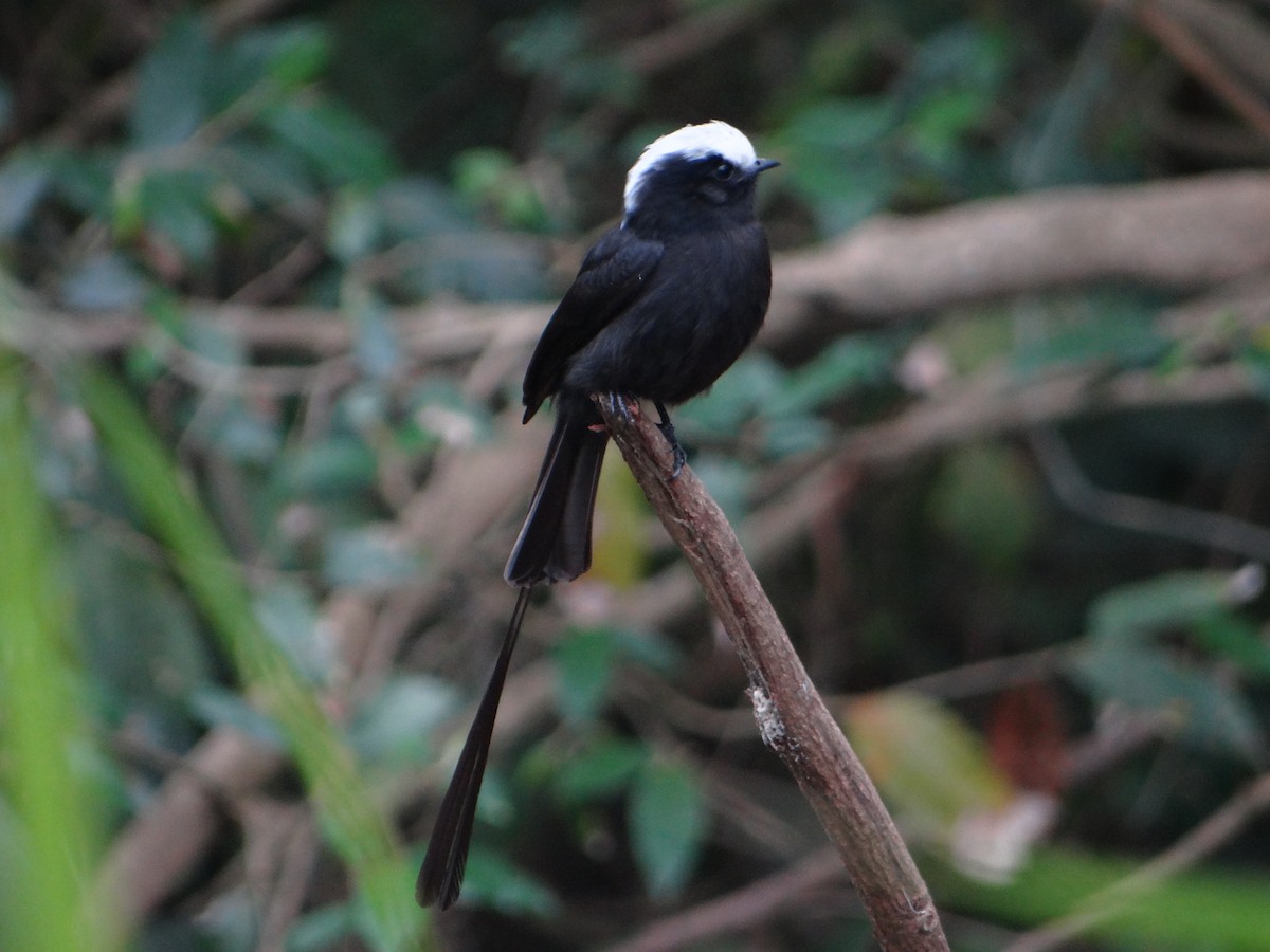 Long-tailed Tyrant - ML642834482