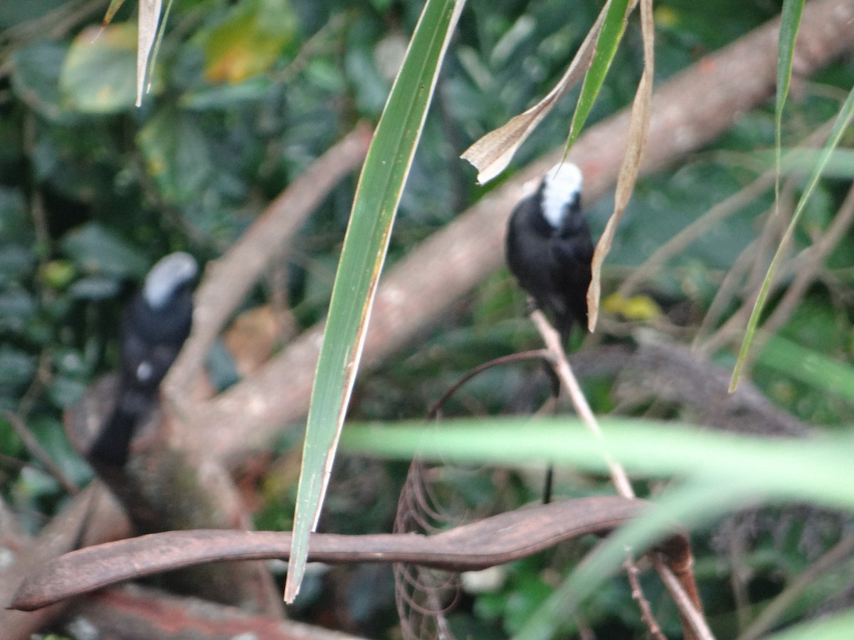 Long-tailed Tyrant - ML642834489