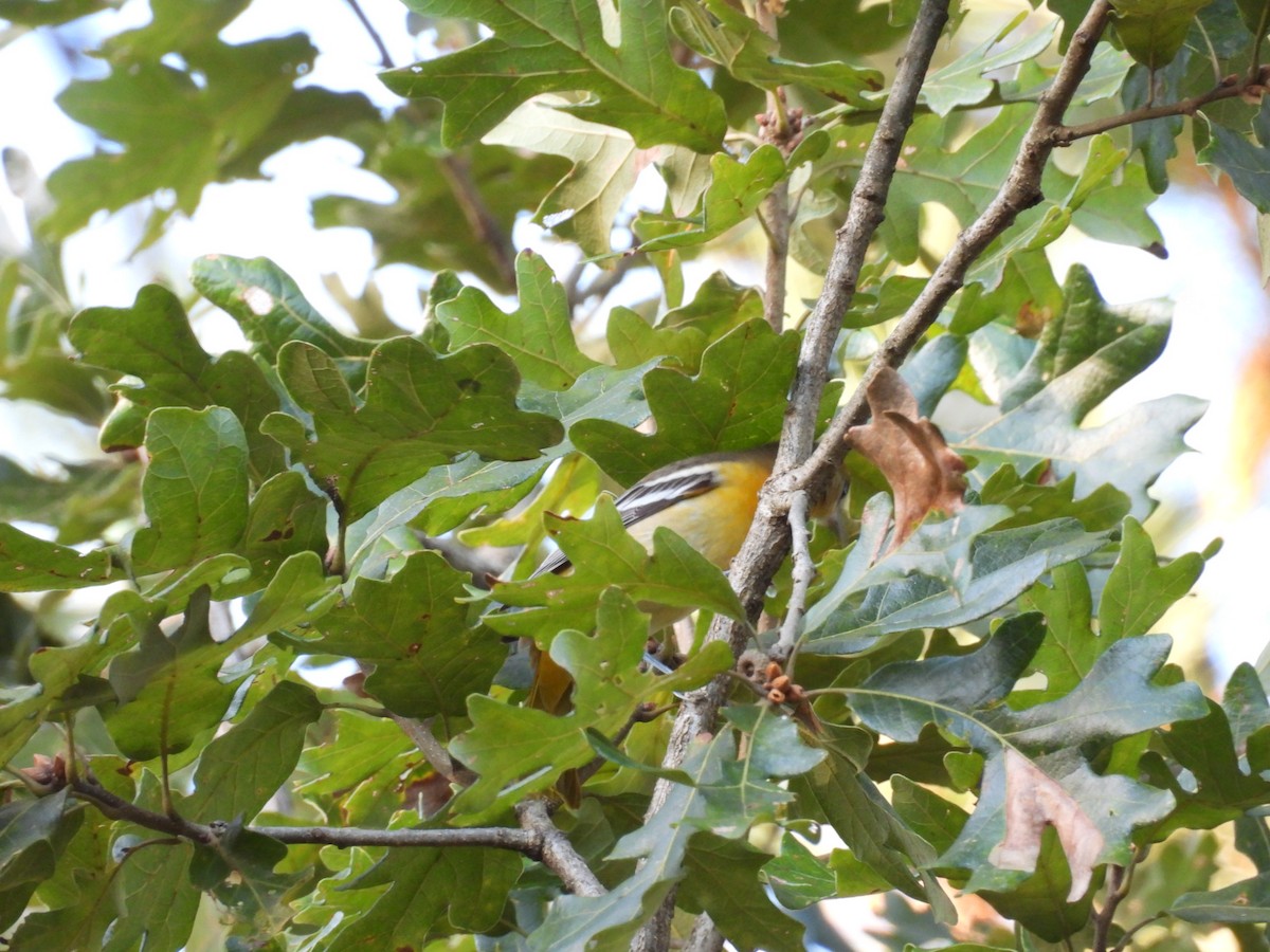 Baltimore Oriole - ML642834490