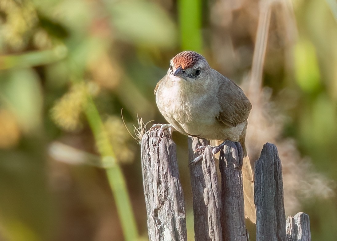 Rufous-fronted Thornbird (Rufous-fronted) - ML642834492